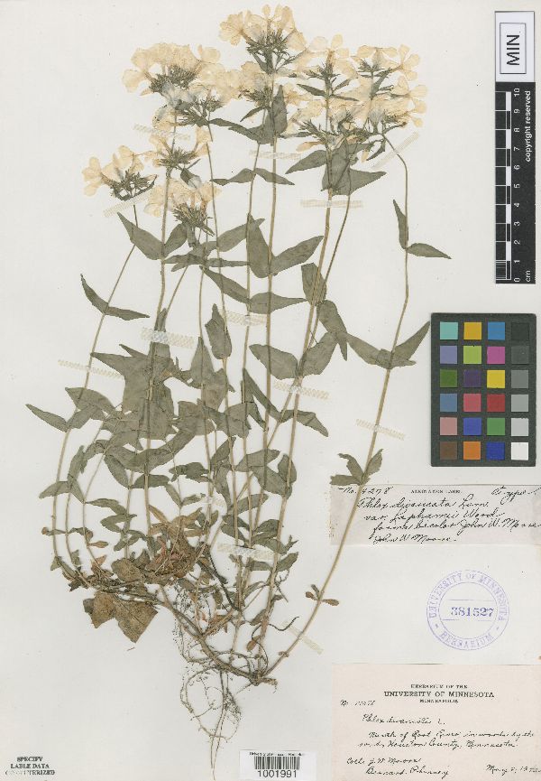 Phlox divaricata image