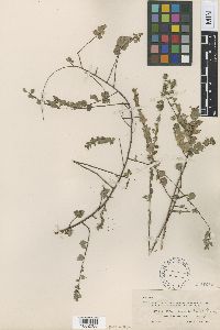 Phyllanthus peninsularis image