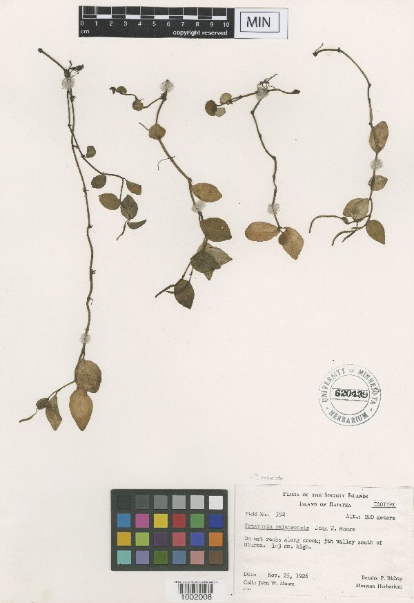 Peperomia societatis image