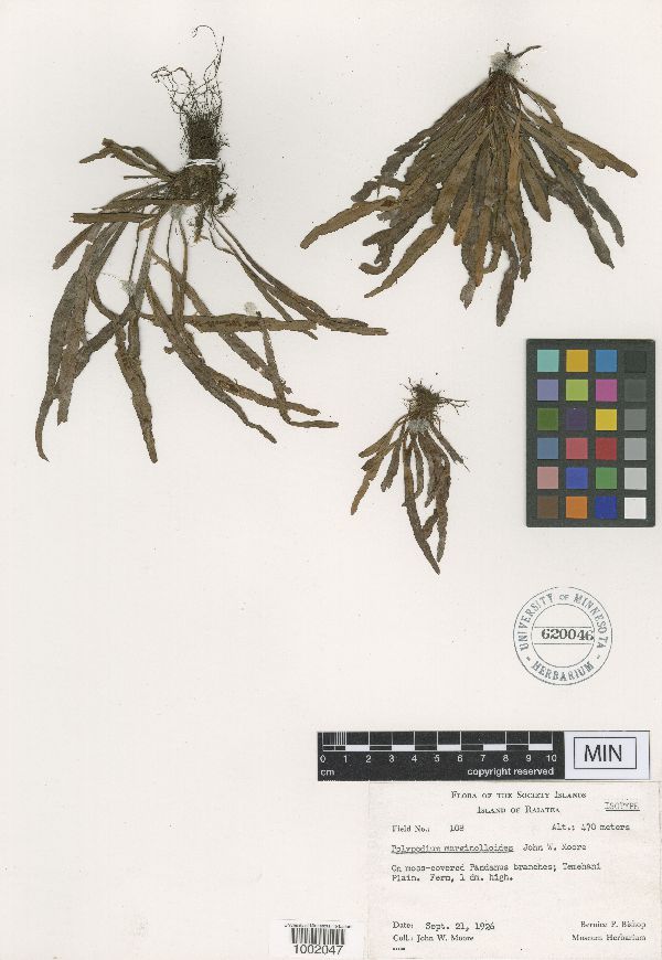 Polypodium marginelloides image