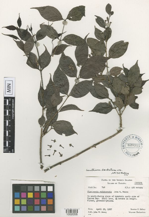Canthium barbatum image