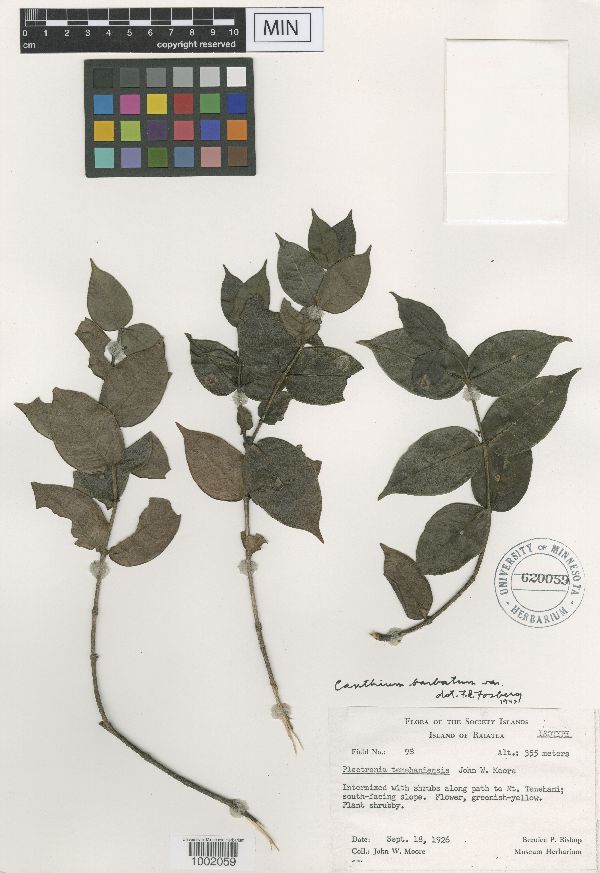 Canthium barbatum var. temehaniense image