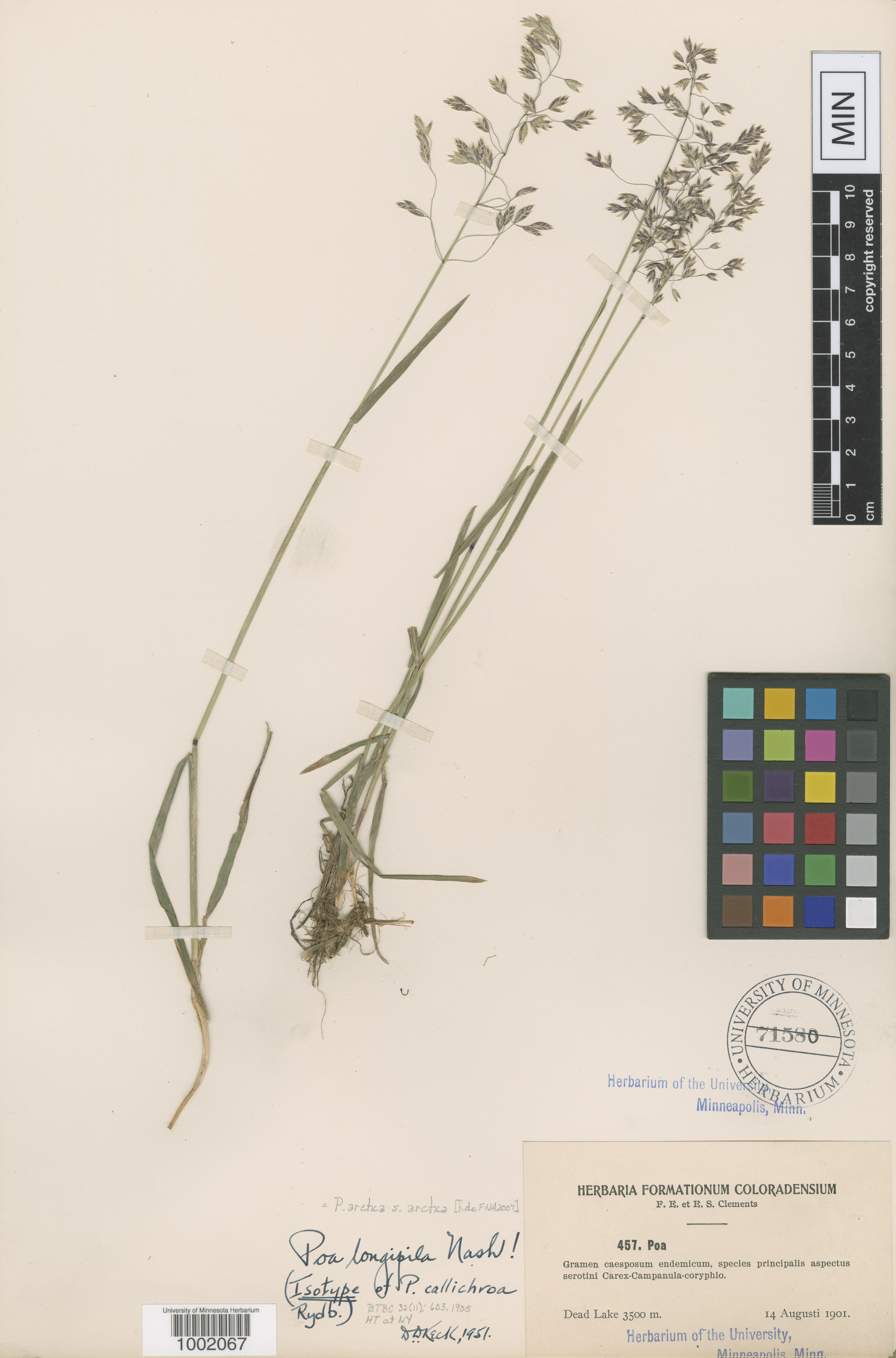 Poa callichroa image