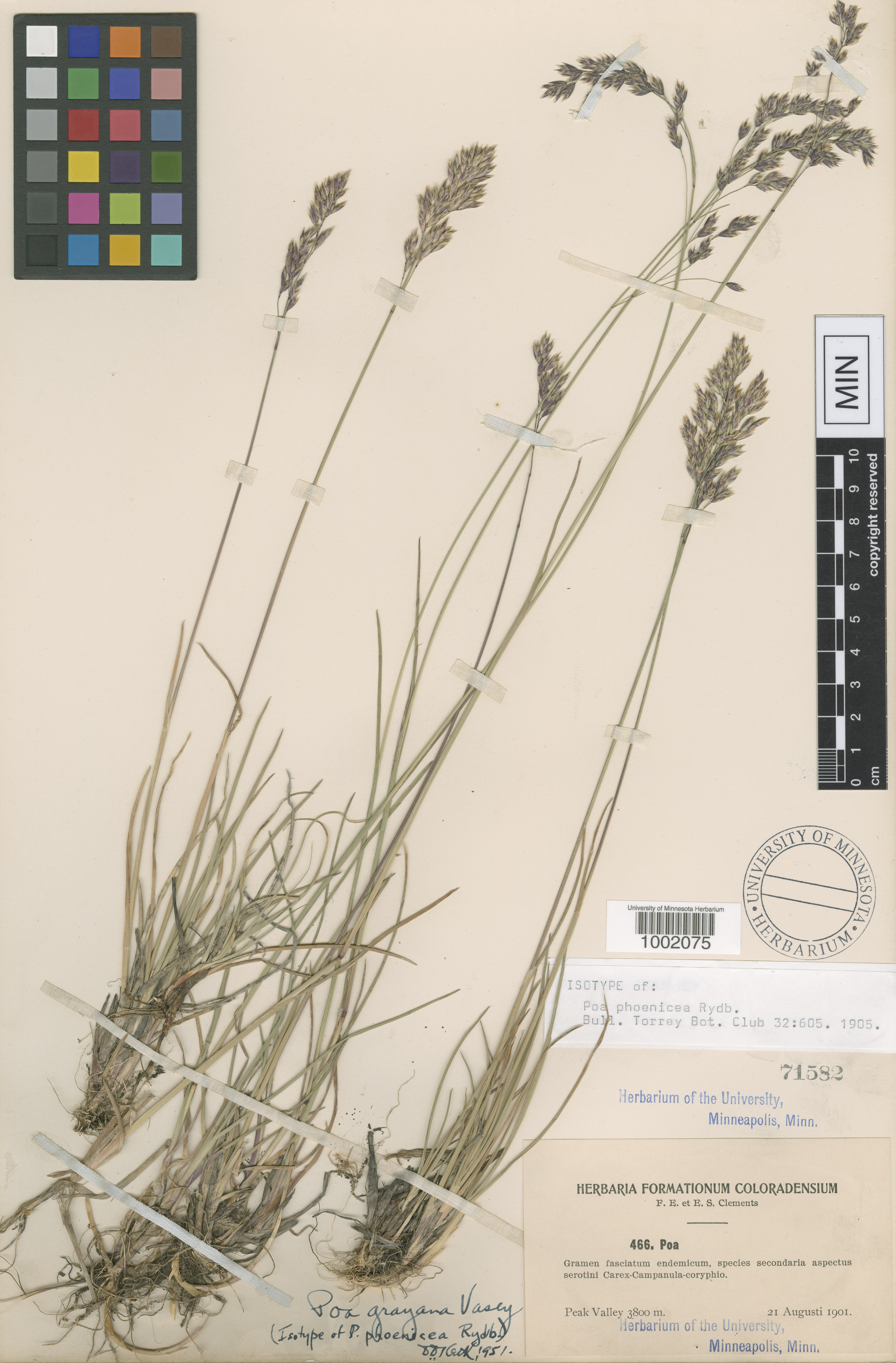 Poa phoenicea image
