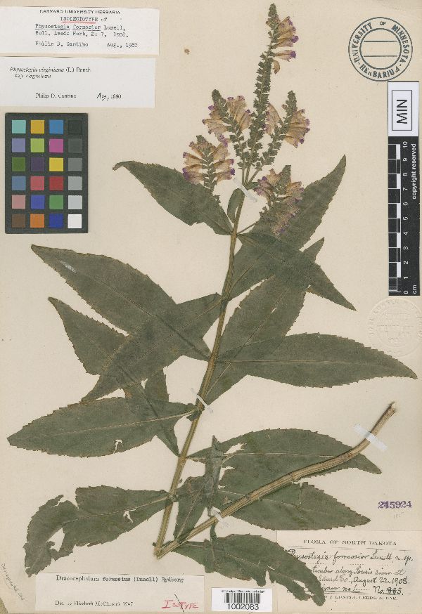 Physostegia formosior image