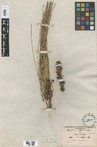 Image of Pinus pringlei