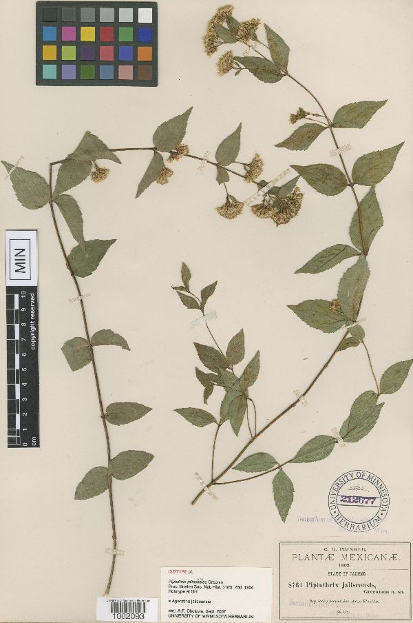 Ageratina jaliscensis image