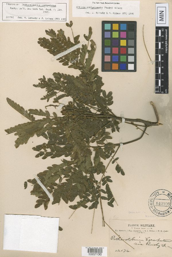 Albizia coripatensis image