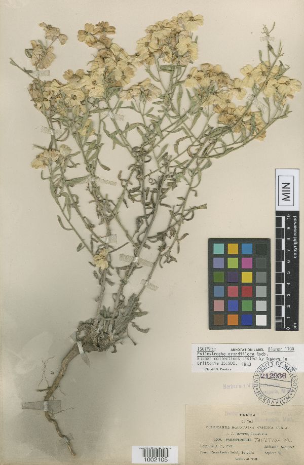 Psilostrophe grandiflora image