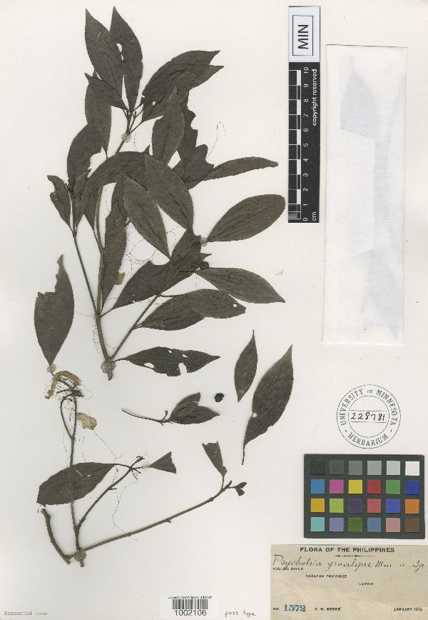 Psychotria gracilipes image