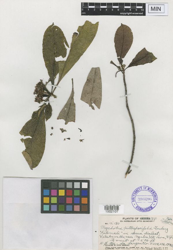 Psychotria pittosporifolia image