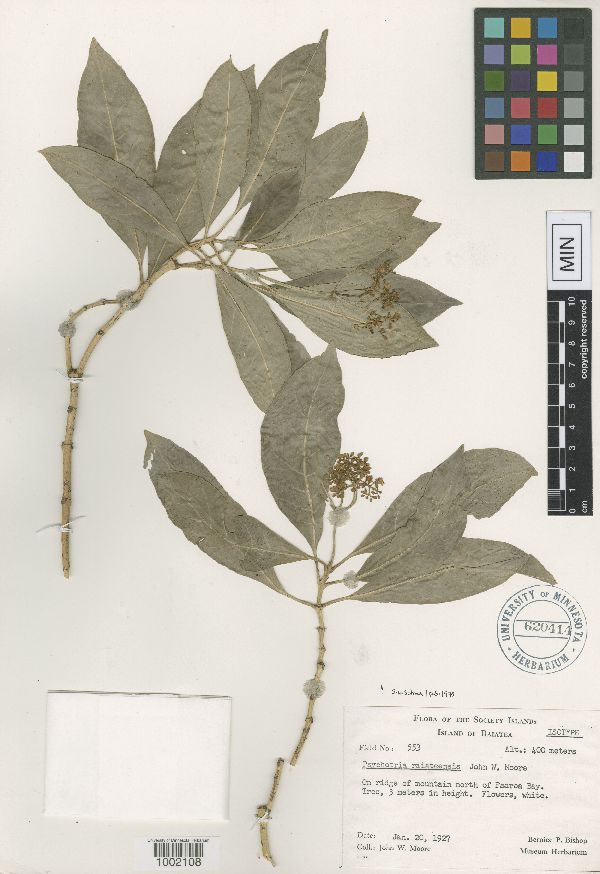 Psychotria raiateensis image