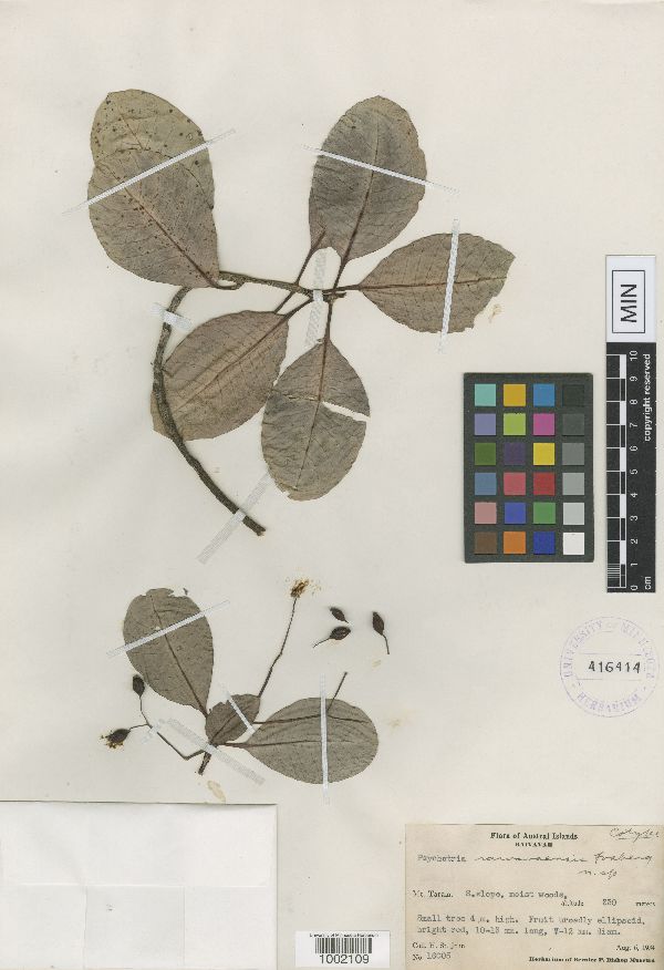 Psychotria raivavaensis image