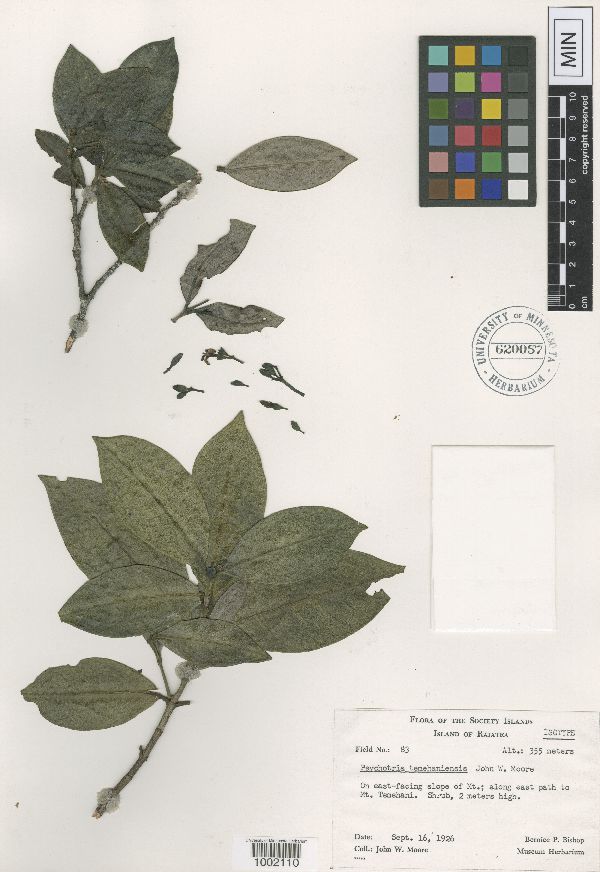 Psychotria temehaniensis image