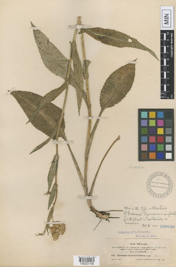 Senecio amplectens image