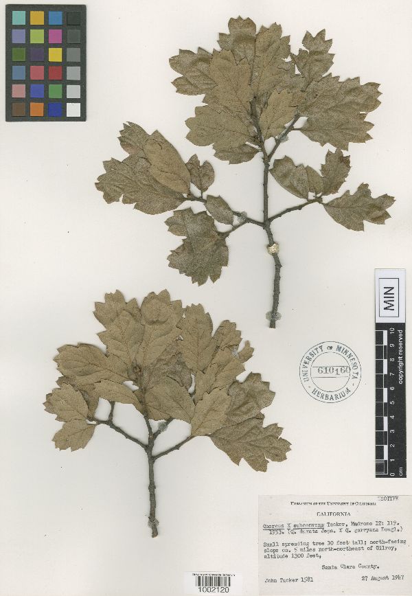 Quercus subconvexa image