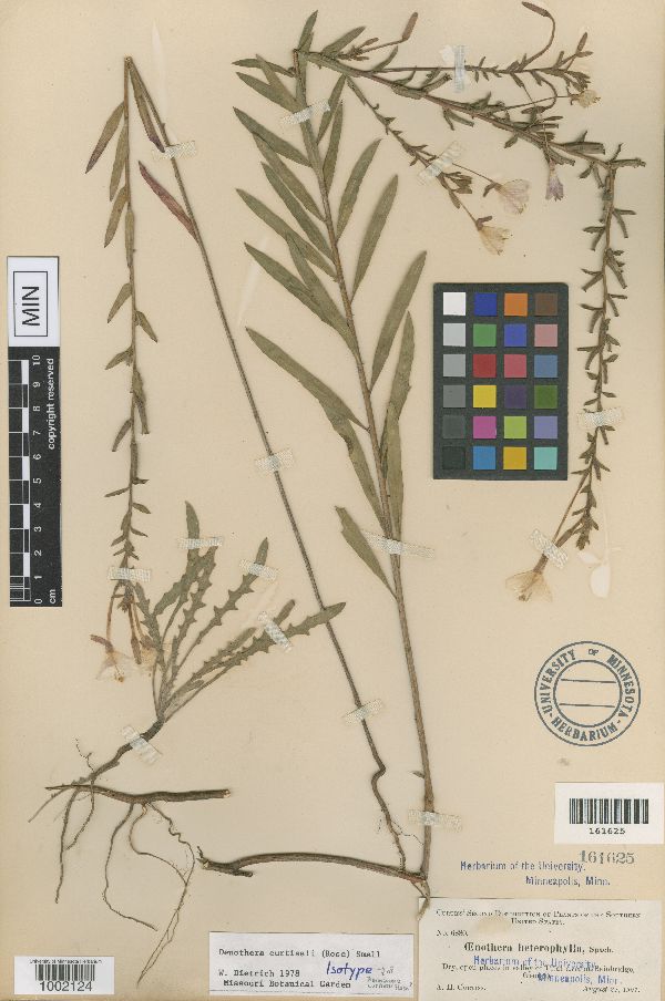 Oenothera curtissii image