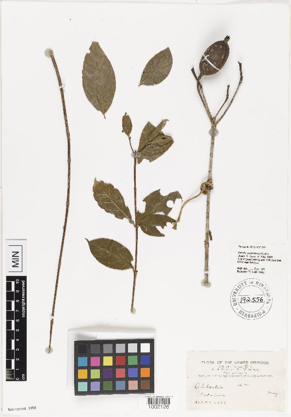 Rosenbergiodendron formosum var. nitidum image
