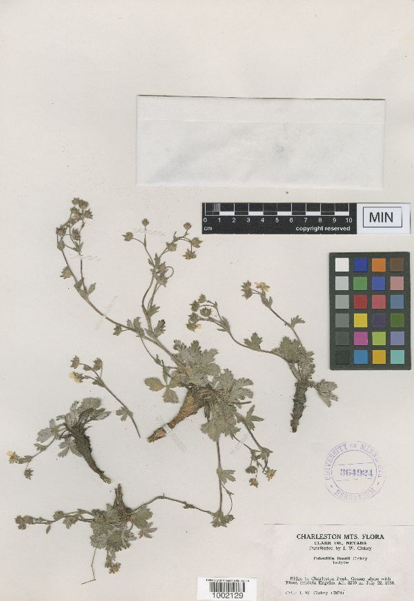 Potentilla concinna var. proxima image