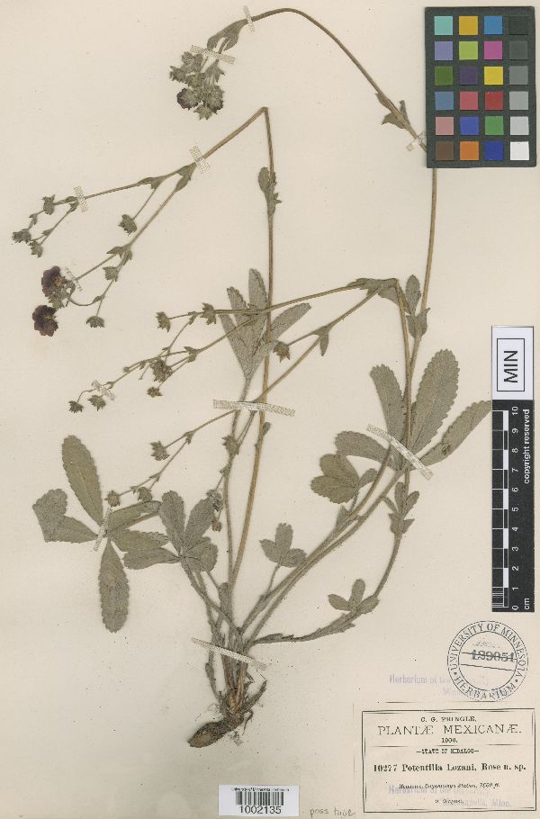 Potentilla lozanii image