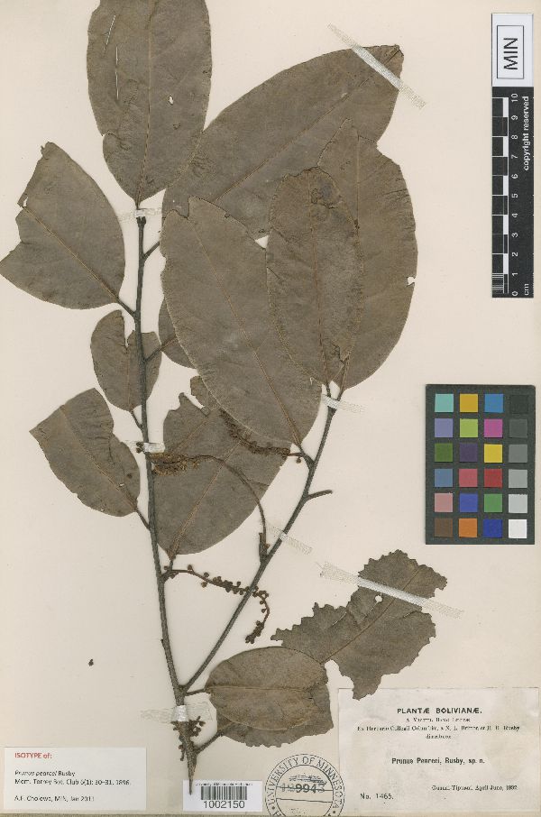 Prunus pearcei image
