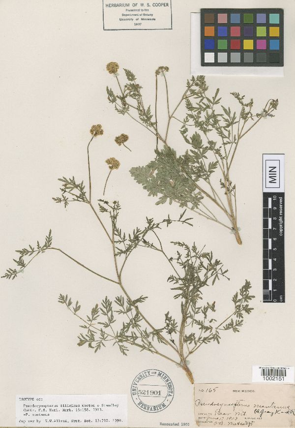 Pseudocymopterus filicinus image