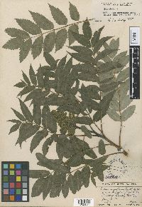 Image of Rhus angustiarum