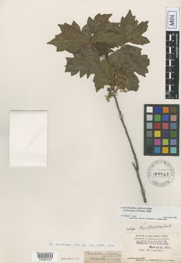 Toxicodendron rhomboideum image