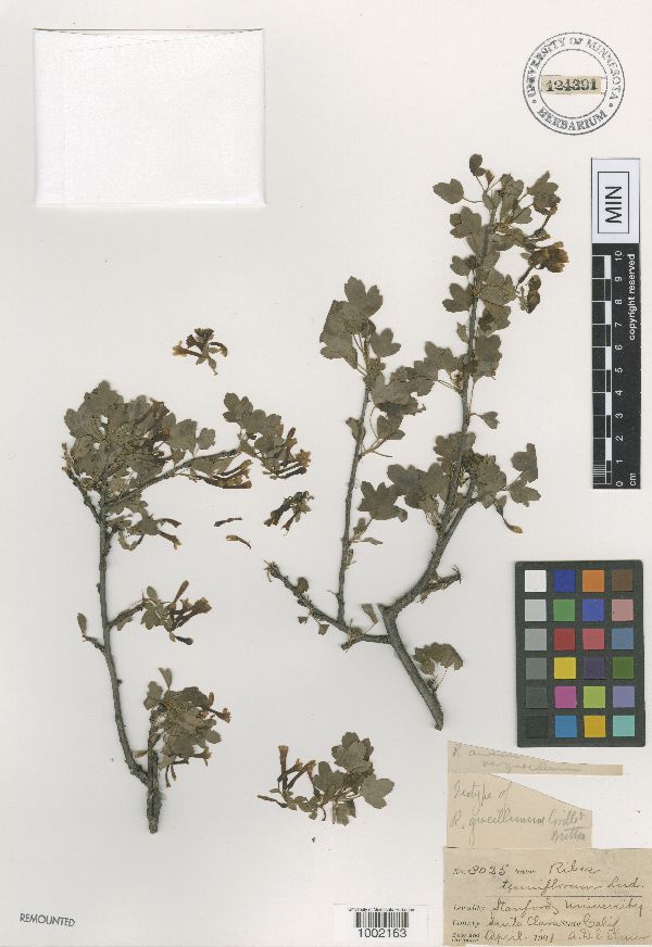 Ribes gracillimum image