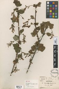 Image of Ribes pringlei