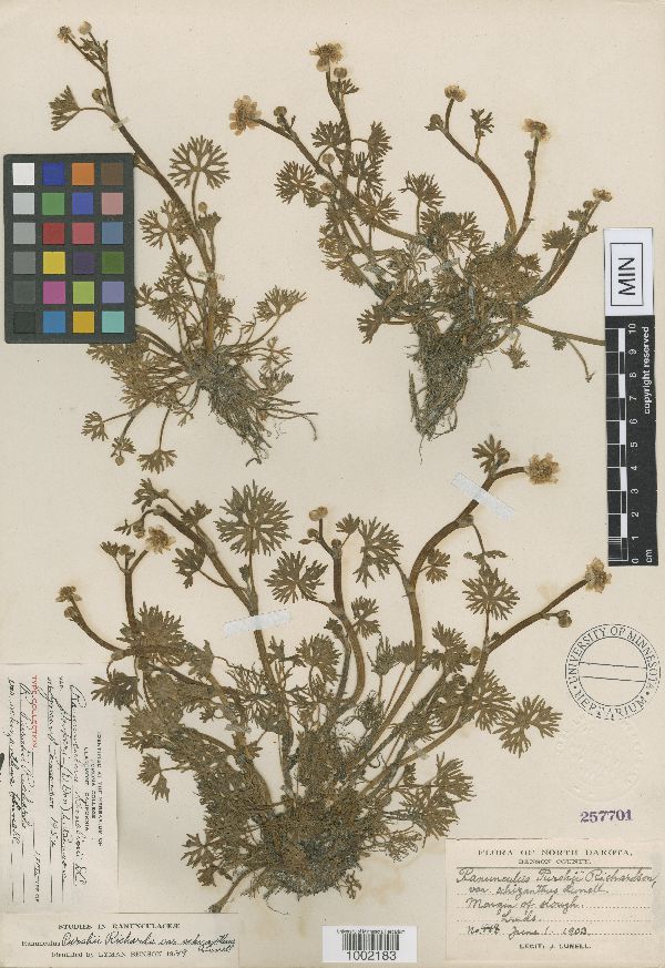 Ranunculus gmelinii var. schizanthus image