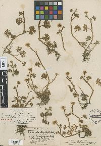 Ranunculus gmelinii var. schizanthus image