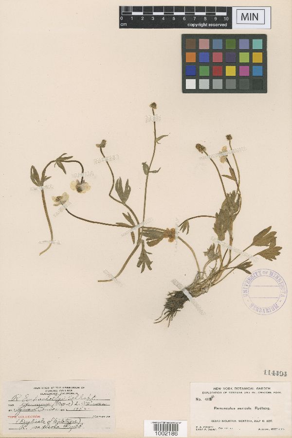 Ranunculus saxicola image