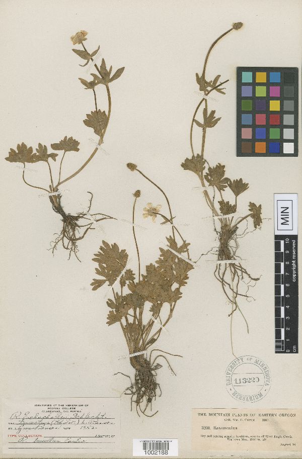 Ranunculus trisectus image