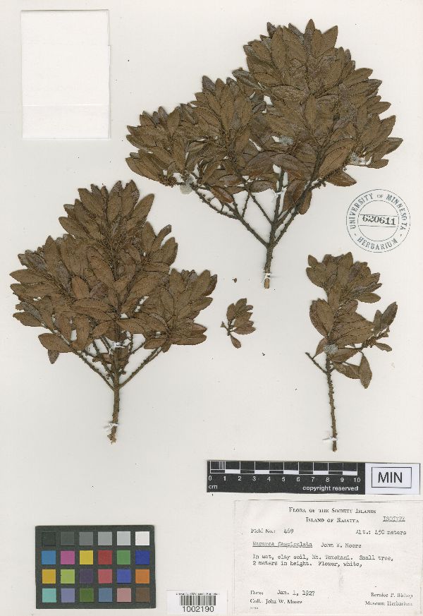Myrsine fasciculata image