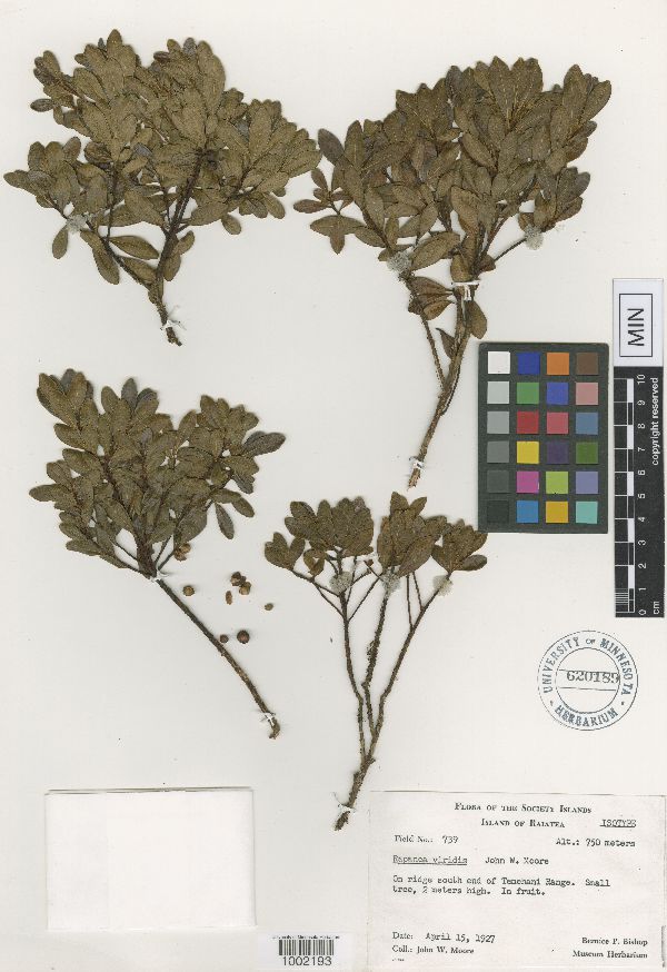 Rapanea viridis image