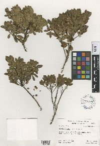 Myrsine fasciculata image