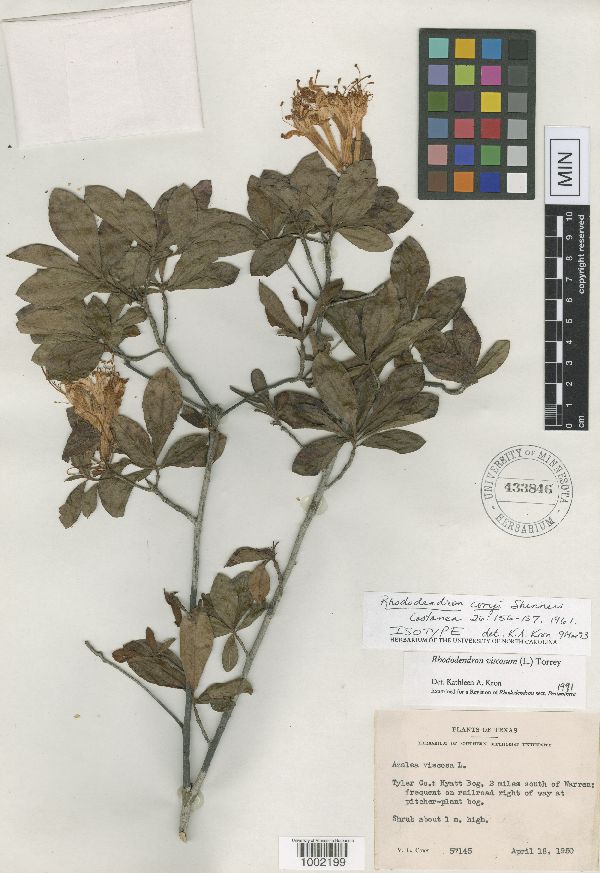 Rhododendron viscosum image