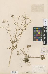 Ranunculus allegheniensis image