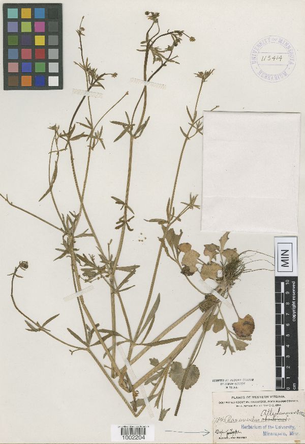 Ranunculus allegheniensis image