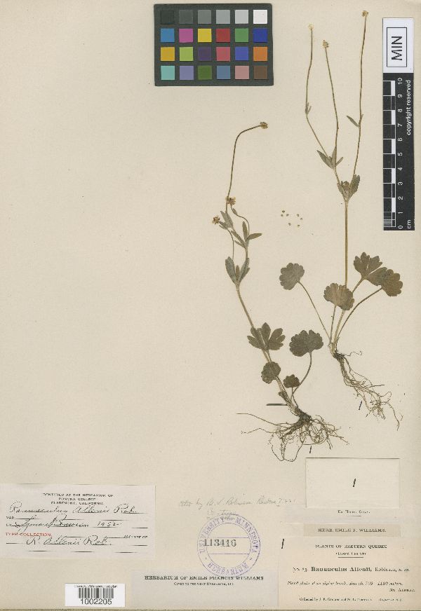 Ranunculus allenii image