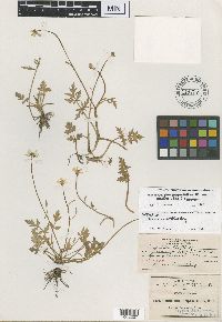 Ranunculus amellus image