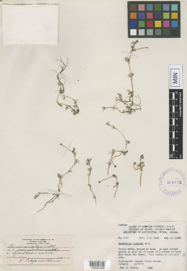 Ranunculus trichophyllus var. eradicatus image