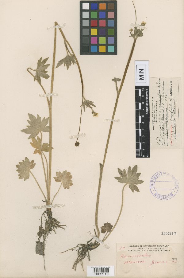 Ranunculus earlei image