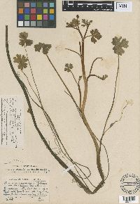 Image of Ranunculus sceleratus