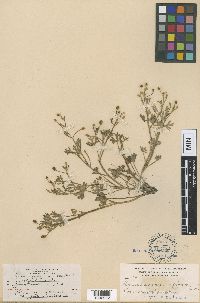 Ranunculus eremogenes var. pilosulus image