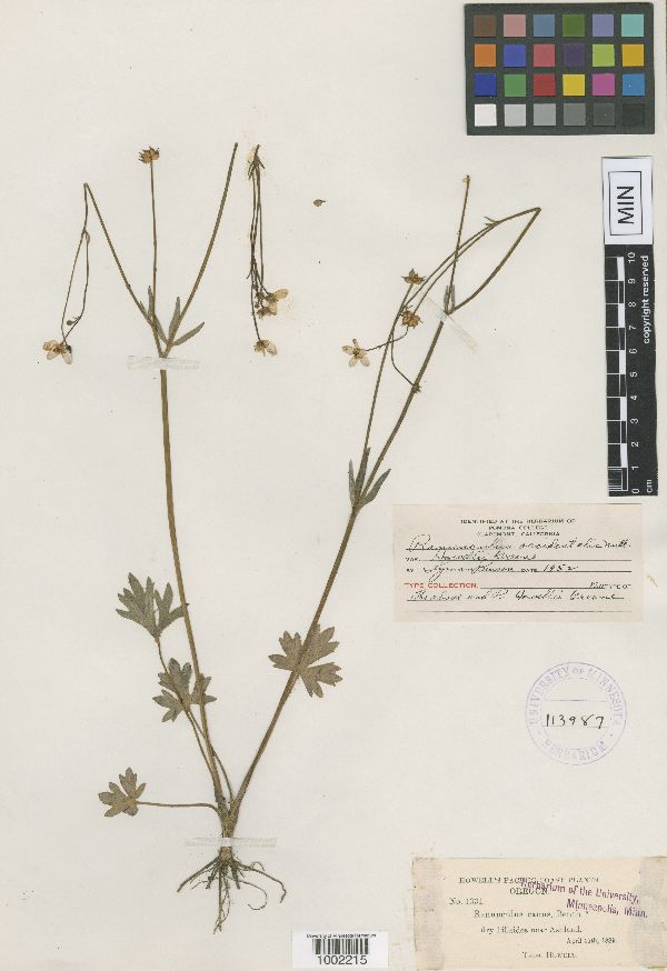 Ranunculus howellii image