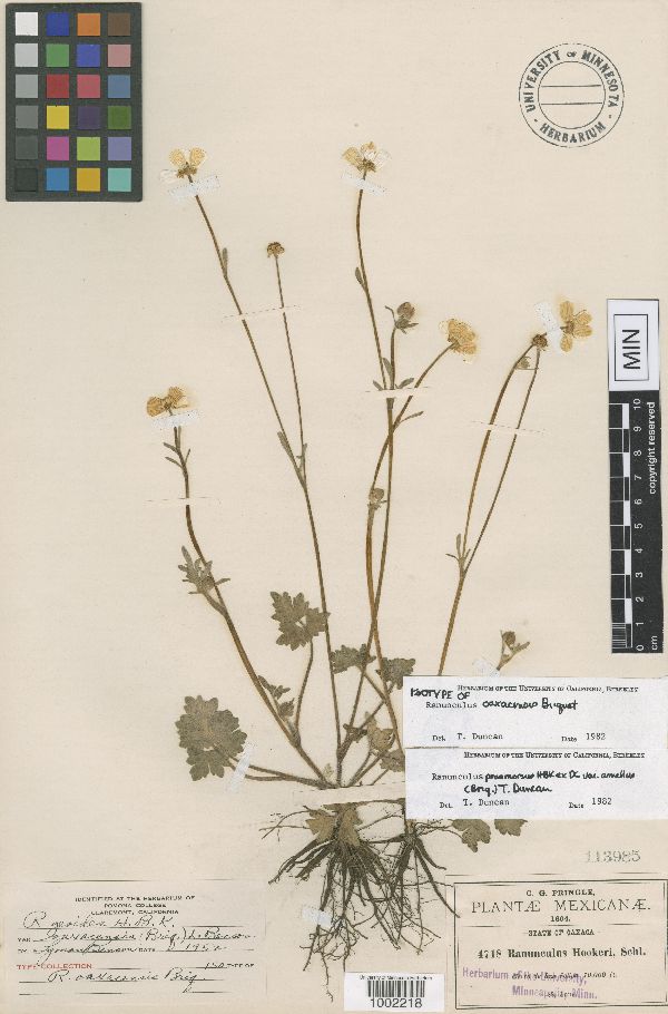 Ranunculus oaxacensis image