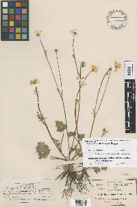 Ranunculus praemorsus var. amellus image
