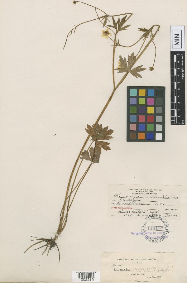 Ranunculus occidentalis var. brevistylis image